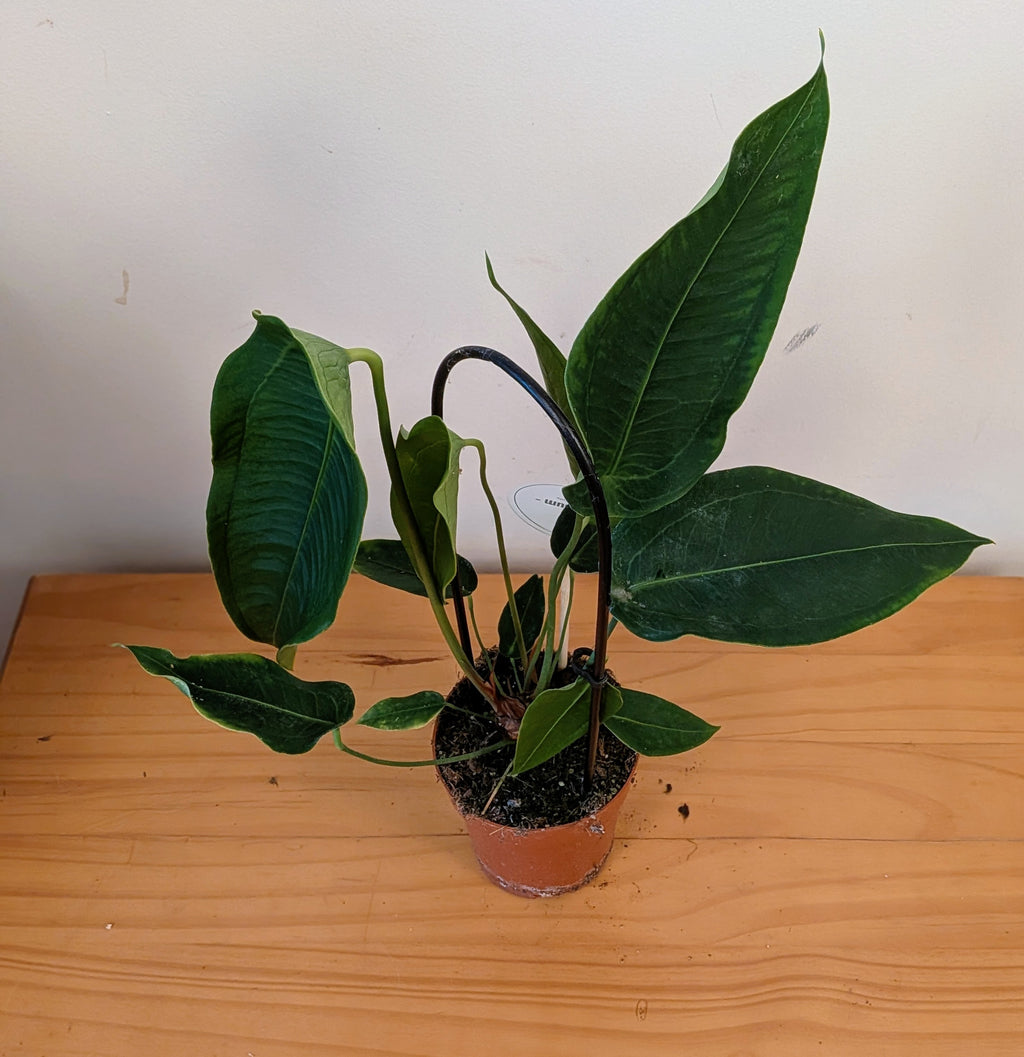 Anthurium Peltigerum (12cm pot)