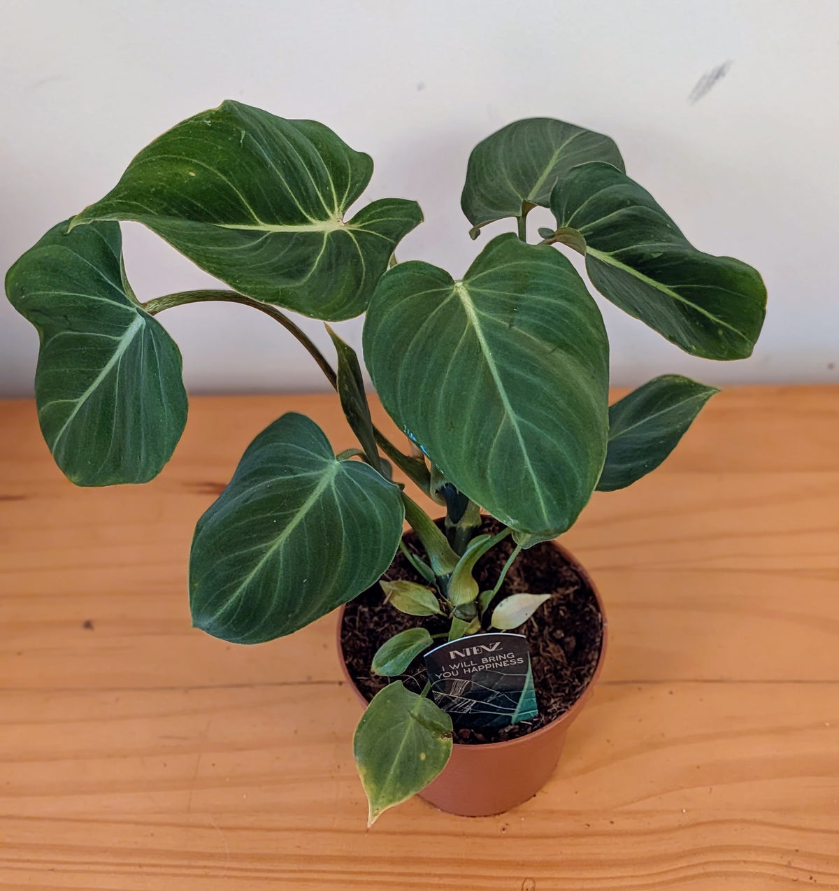 Philodendron Gloriosum (12cm pot)