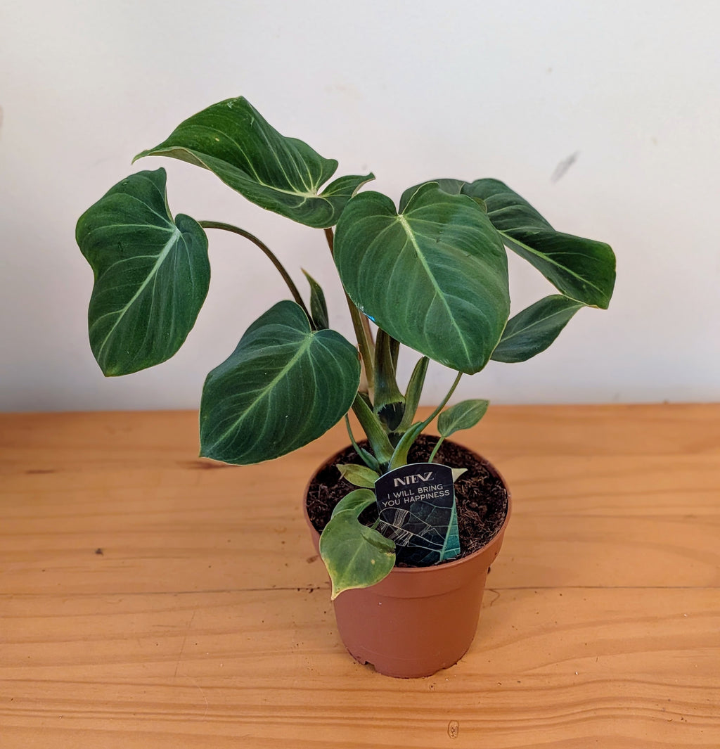 Philodendron Gloriosum (12cm pot)