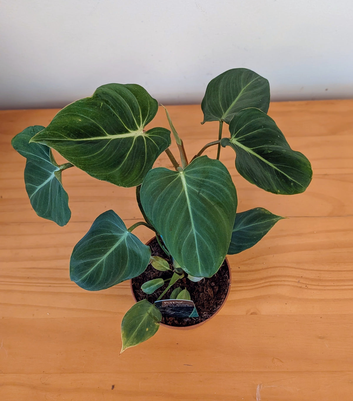 Philodendron Gloriosum (12cm pot)