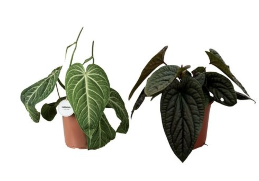 Anthurium duo special (2x 21cm pot)