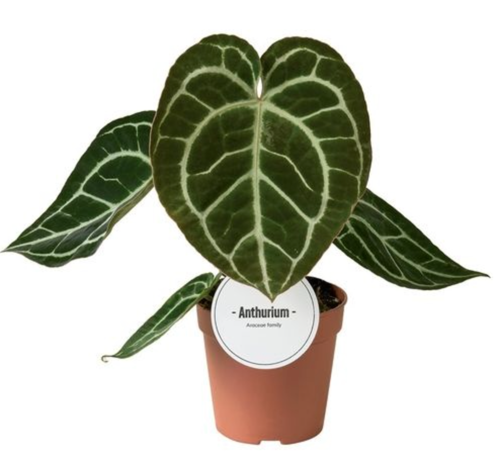 Anthurium Crystallinum (12cm pot)