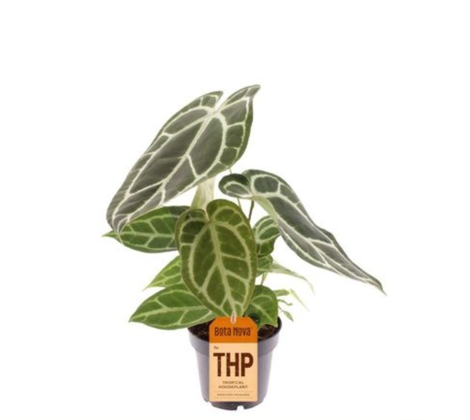Anthurium Chrystallinum (14cm pot)