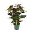 Anthurium Essencia (14cm pot)