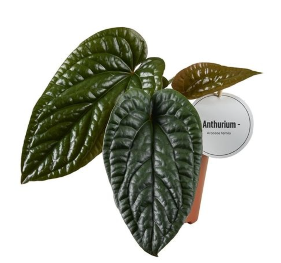 Anthurium Luxurians X Radicans (12cm pot)