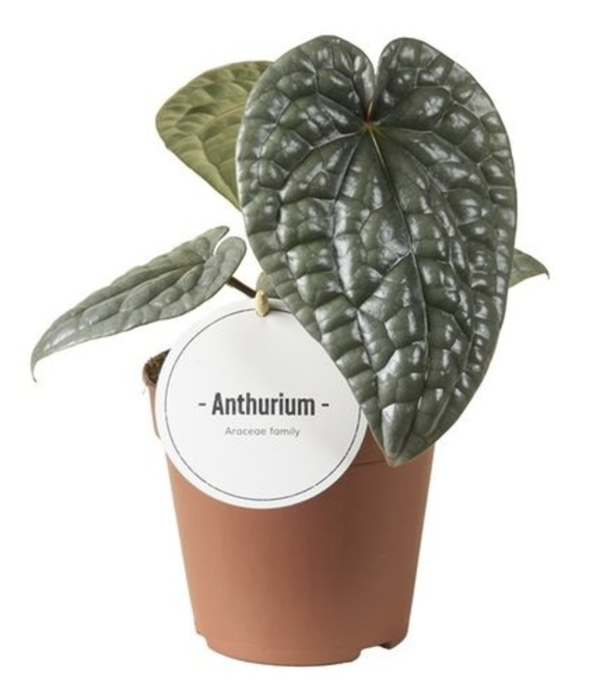 Anthurium Luxurians (12cm pot)