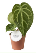 Anthurium Magnificum (12 cm pot)
