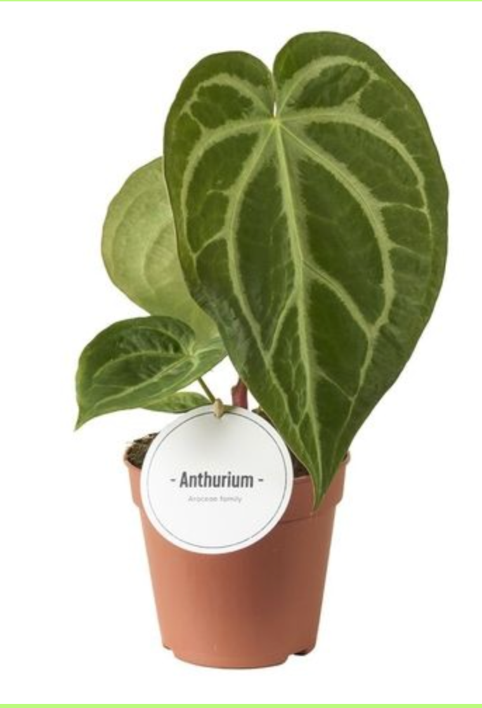 Anthurium Magnificum (12 cm pot)