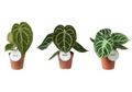 Anthurium Mix (3x 12cm pot)