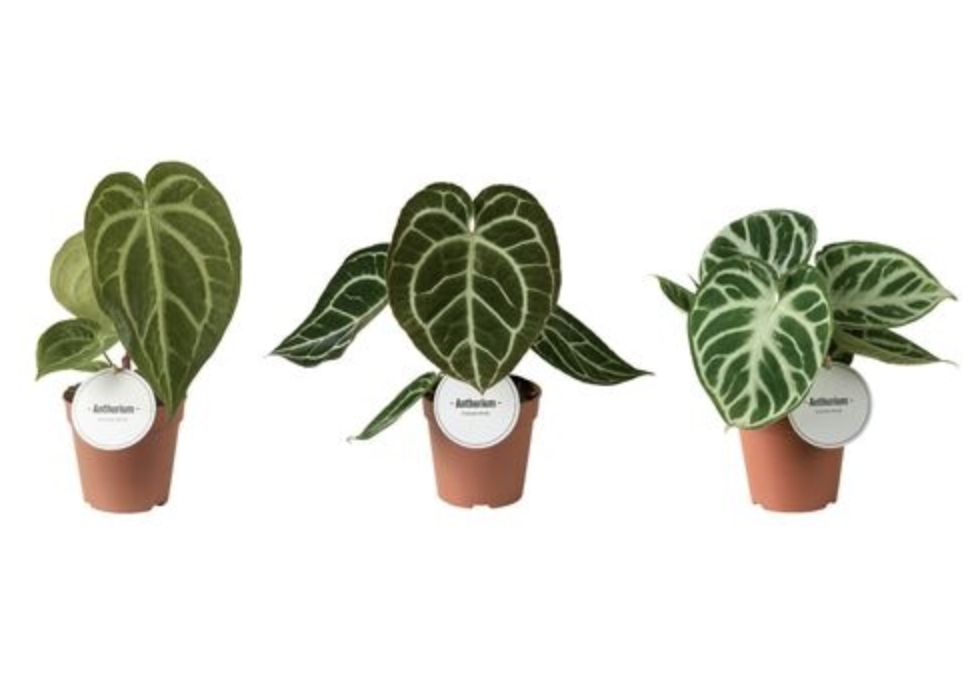 Anthurium Mix (3x 12cm pot)