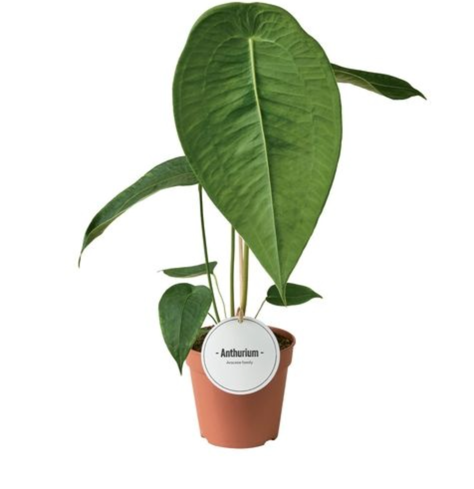Anthurium Peltigerum (12cm pot)