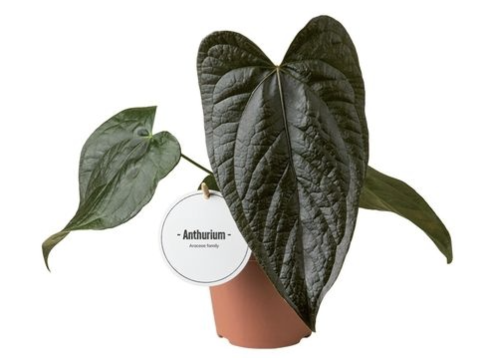 Anthurium Queen of Hearts (12cm pot)