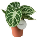 Anthurium Silver Blush (12cm pot)