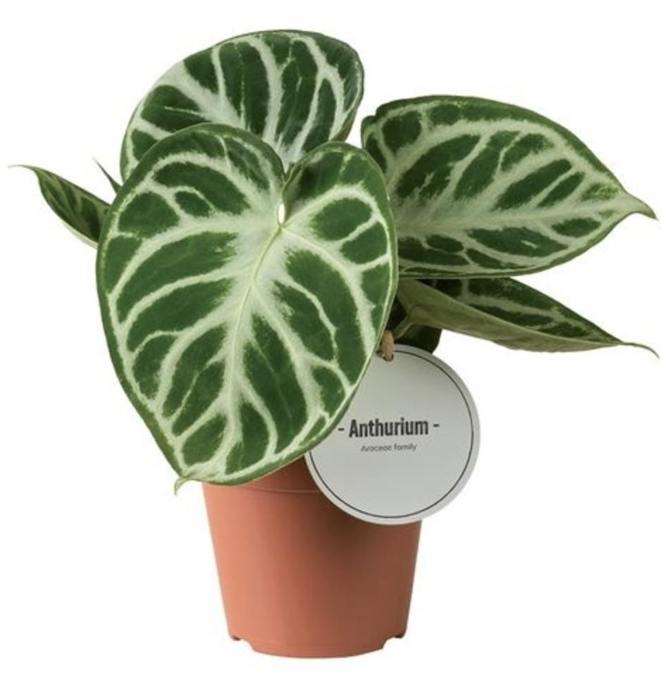 Anthurium Silver Blush (12cm pot)