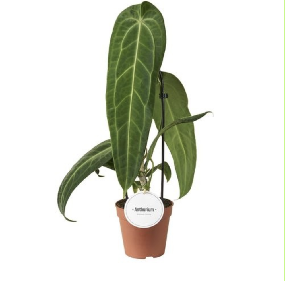 Anthurium Warocqueanum (12cm pot)