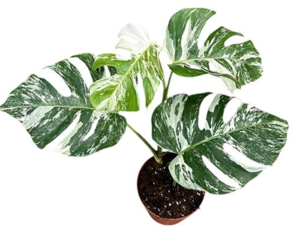 Monstera Deliciosa Variegata (17cm pot)