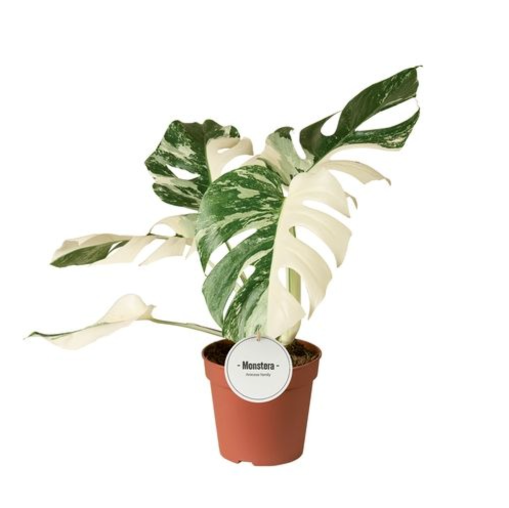 Monstera Deliciosa Variegata Super White (15cm pot)