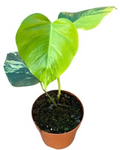 Monstera Deliciosa Aurea (17cm pot)