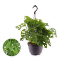 Monstera Obliqua 'monkey Leaf' (15cm hanging pot)
