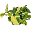 Epipremnum Lemon Joy (14cm pot)