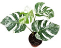 Monstera Deliciosa Variegata (17cm pot)