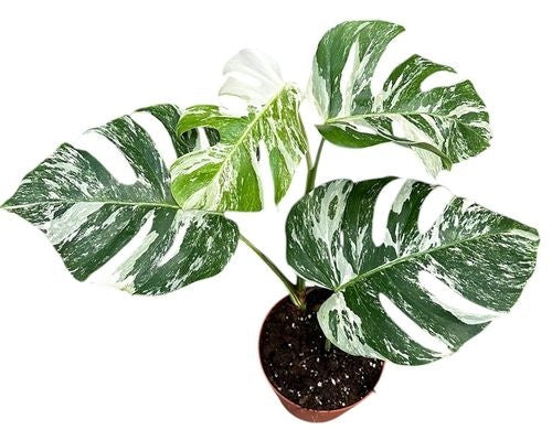 Monstera Deliciosa Variegata (17cm pot)