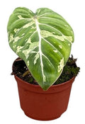 Philodendron Gloriosum Snow Leopard (5cm pot)
