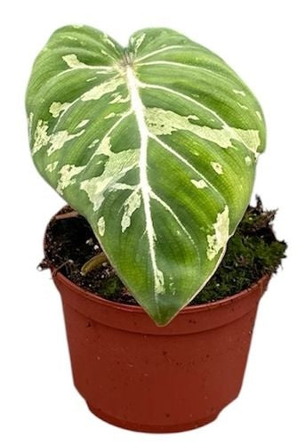 Philodendron Gloriosum Snow Leopard (5cm pot)