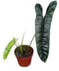 Philodendron Felix (14cm pot)