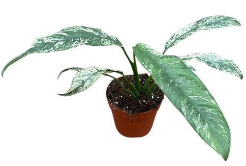 Epipremnum Giganteum Marble Variegata (14cm pot)