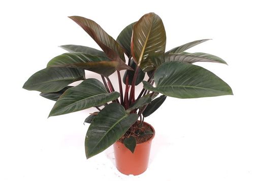 Philodendron Congo Red (27cm pot)