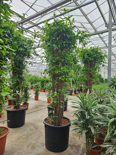 Dracaena Surculosa ( H 300cm, pot size 70cm)