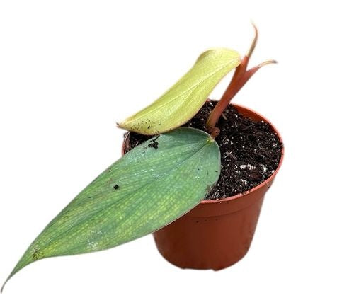 Philodendron Burle Marx Fantasy (8cm pot)