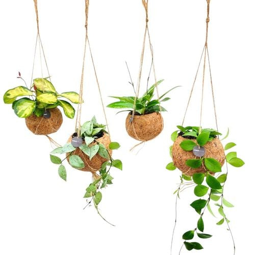 Hoya addiction starter pack (4x 12cm hanging kokodama pot)