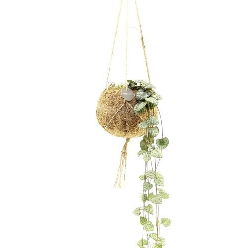 Ceropegia 'String of Hearts'(12cm kokodama)