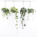Mature Hoya mix in hanging pots ( 4x 14cm pot)