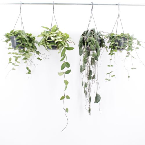 Mature Hoya mix in hanging pots ( 4x 14cm pot)