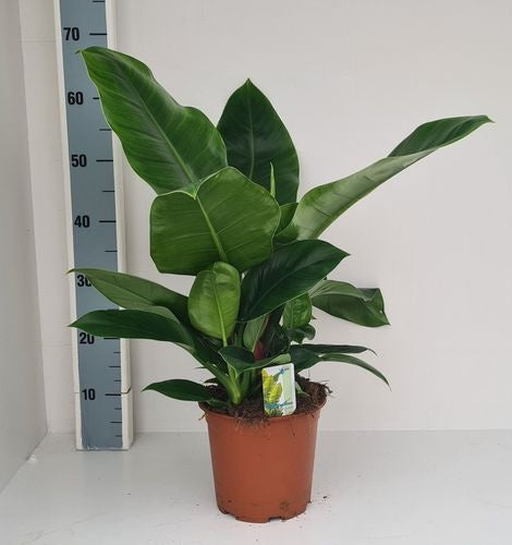 Philodendron Imperial Green (19cm pot)