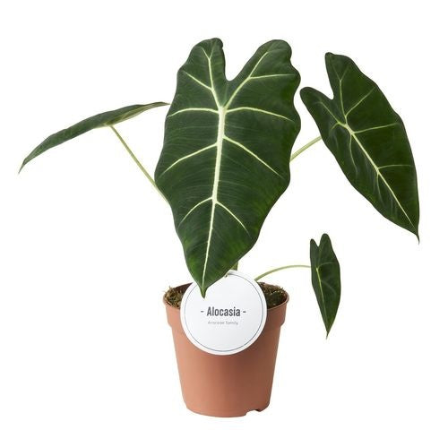 Alocasia Frydek (12cm pot)