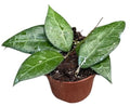 Hoya Verticillata Lampung (9cm pot)