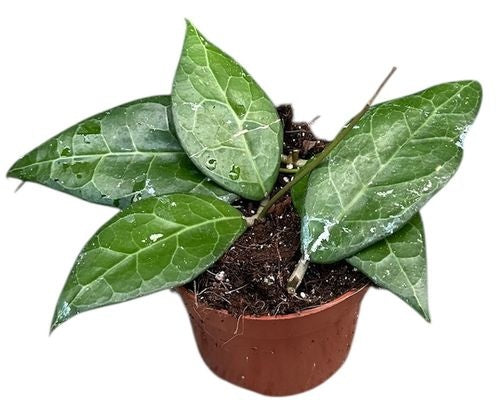 Hoya Verticillata Lampung (9cm pot)