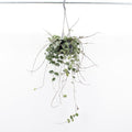 Hoya Mathilde Splash (14cm pot)