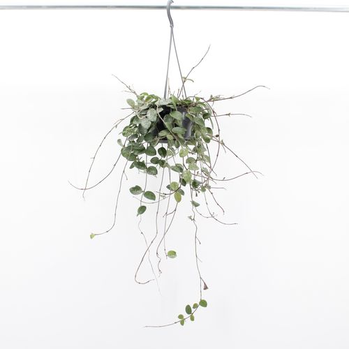 Hoya Mathilde Splash (14cm pot)