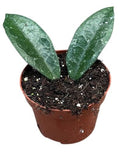 Hoya Aff Vitellina (5cm pot)