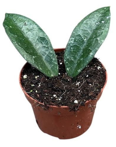 Hoya Aff Vitellina (5cm pot)